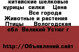 китайские шелковые курицы (силки) › Цена ­ 2 500 - Все города Животные и растения » Птицы   . Вологодская обл.,Великий Устюг г.